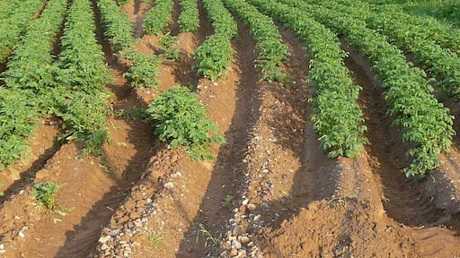 seltsame Webetechnik im Kartoffelacker vor Geinsheim
