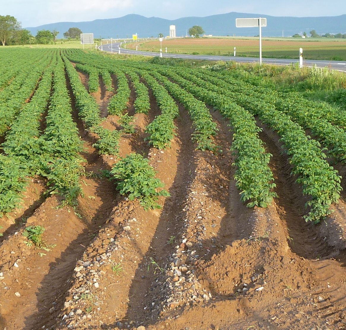 A field of crops with a road in the background.