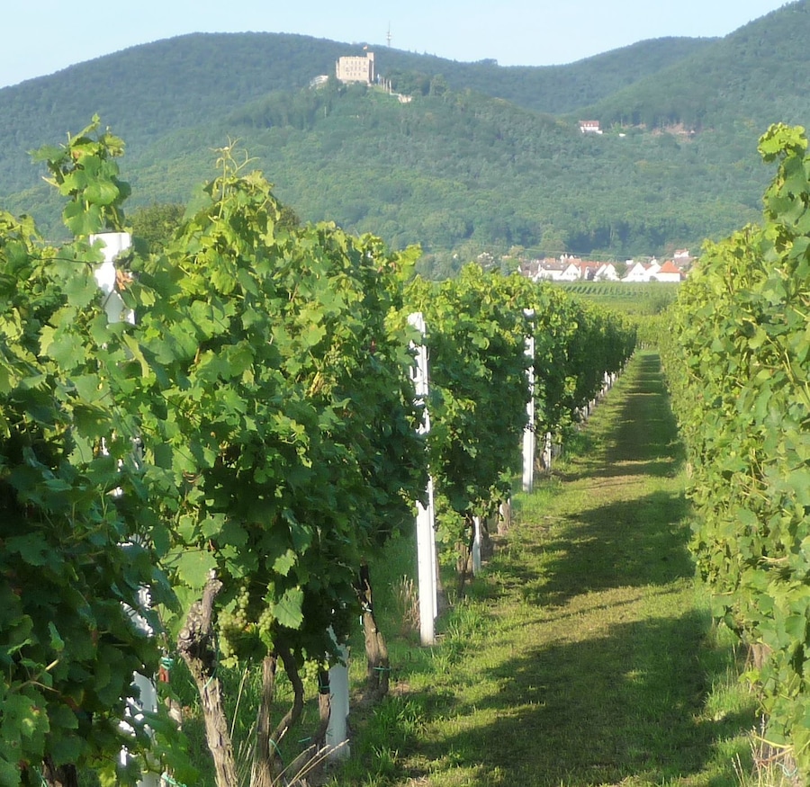 Viñedo con hileras de parras y un castillo en la colina al fondo.
