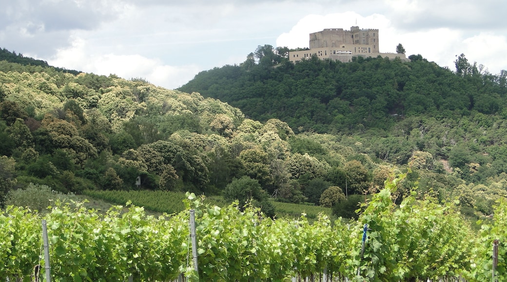 Hambacher Schloss in the palatinate above vineyards and chestnut trees