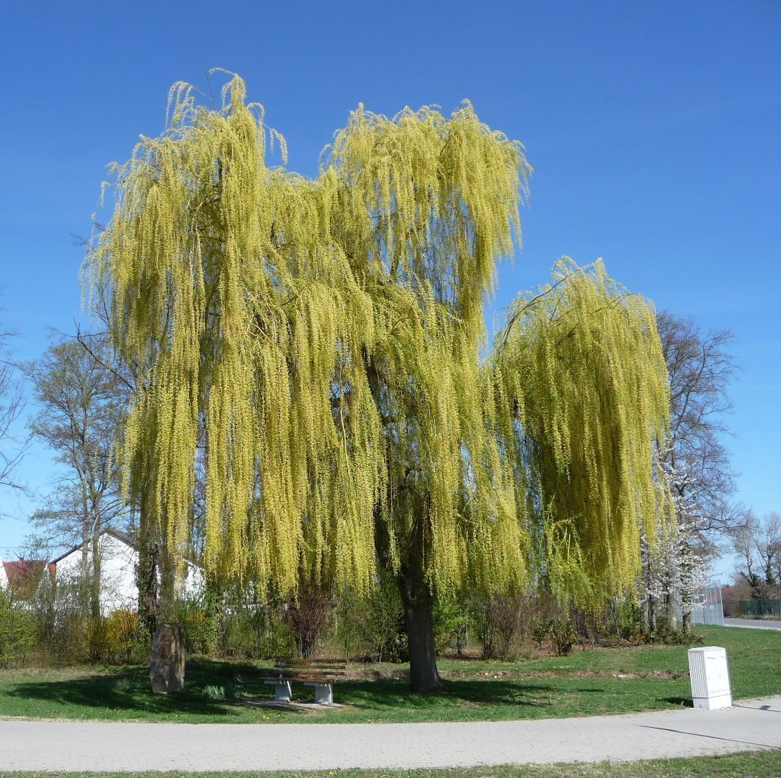 Trauerweide mit Gedenkstein für die Franzosen