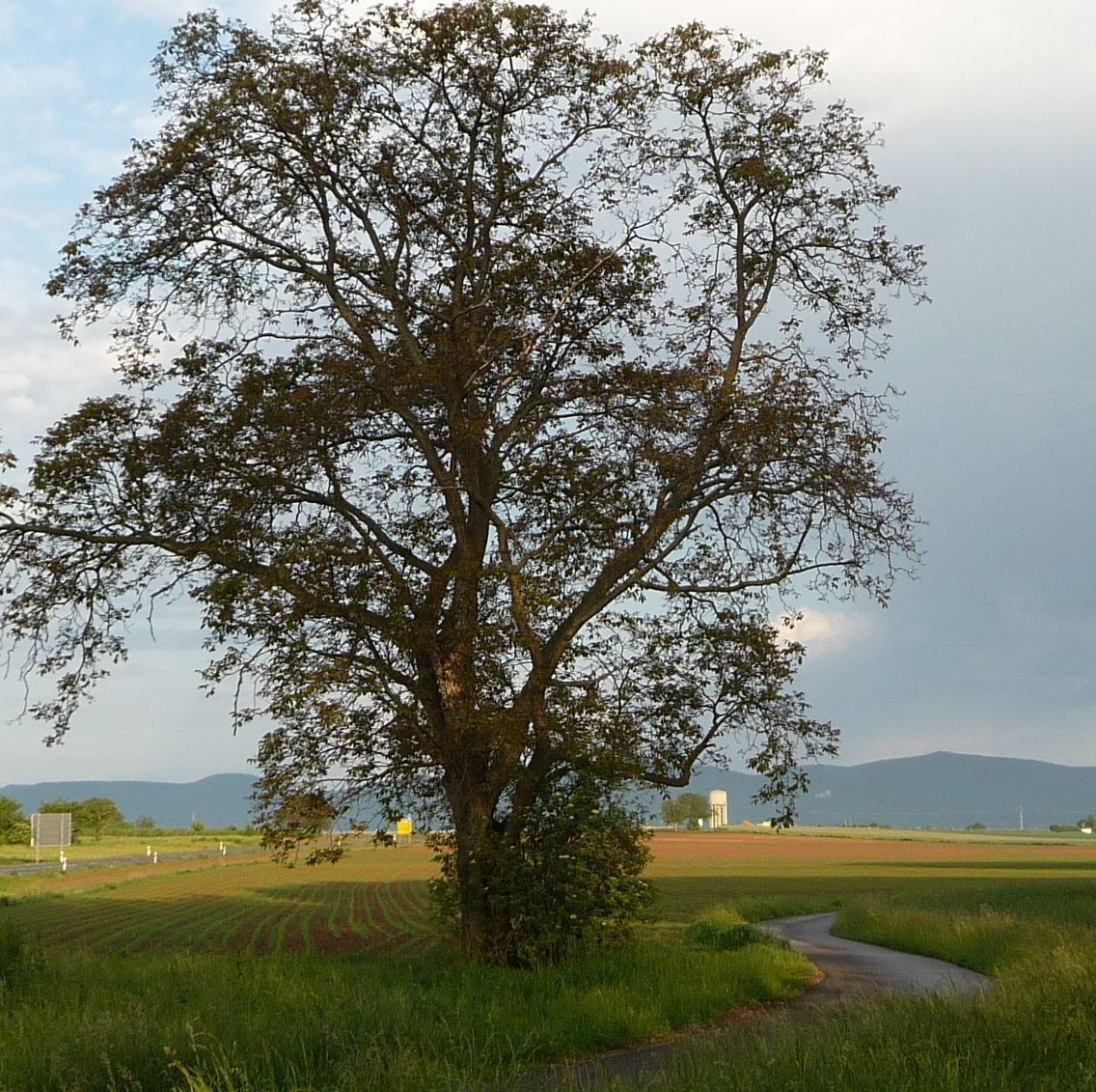 Baum vor Geinsheim