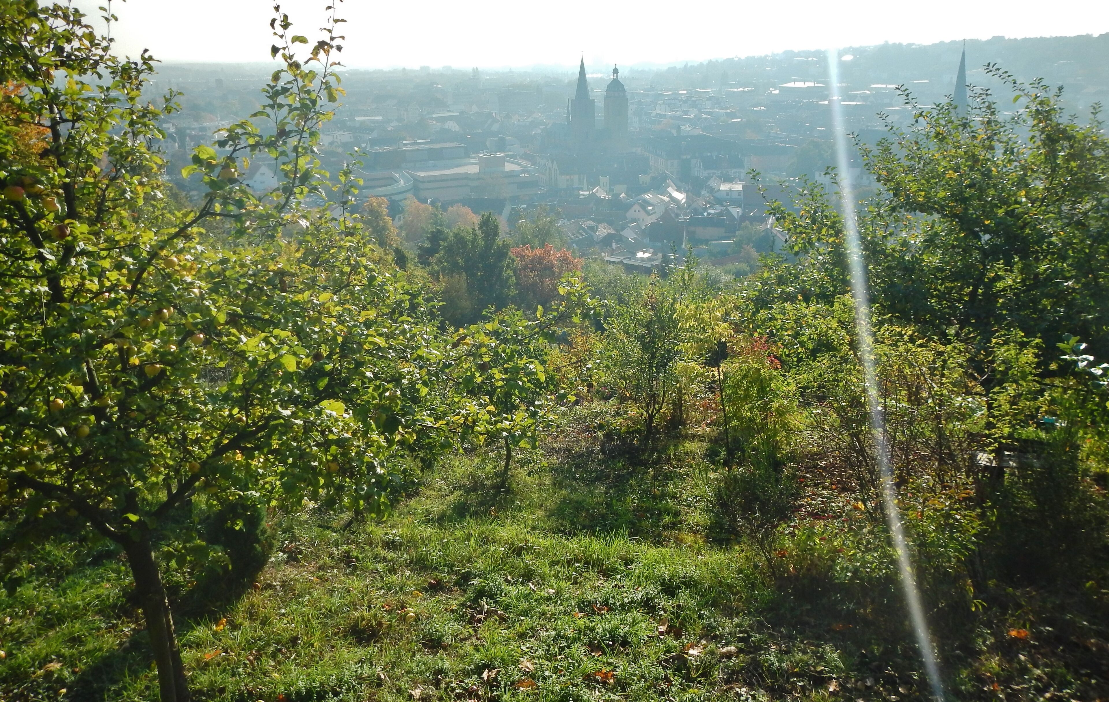 Neustadt an der Weinstraße im Gegenlicht