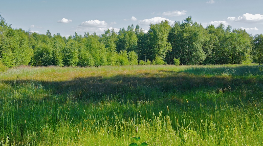 Norderstedt (Harksheide), Germany: Wetlands and forest at Wittmoor