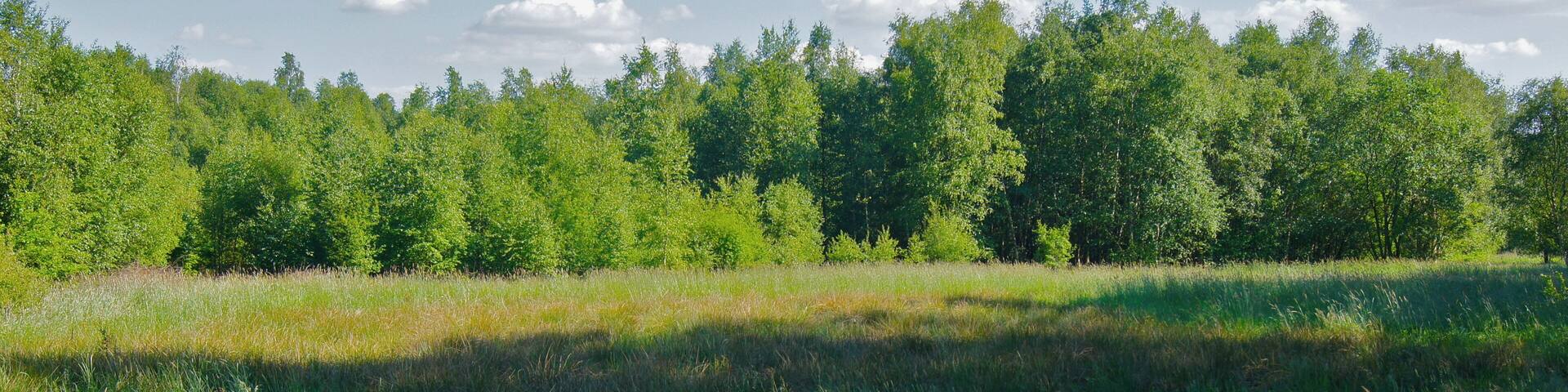 Norderstedt (Harksheide), Germany: Wetlands and forest at Wittmoor