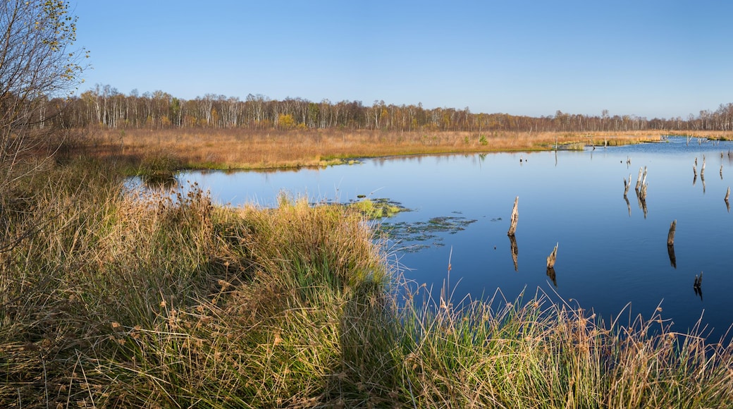 A calm lake surrounded by tall grasses and trees.