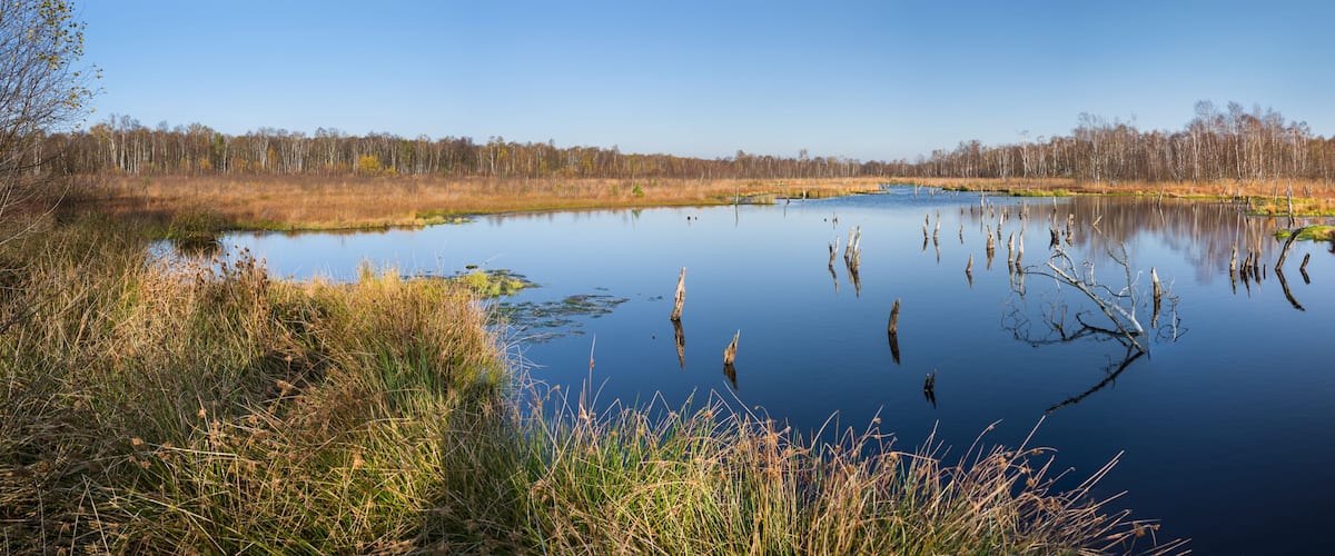 A calm lake surrounded by tall grasses and trees.