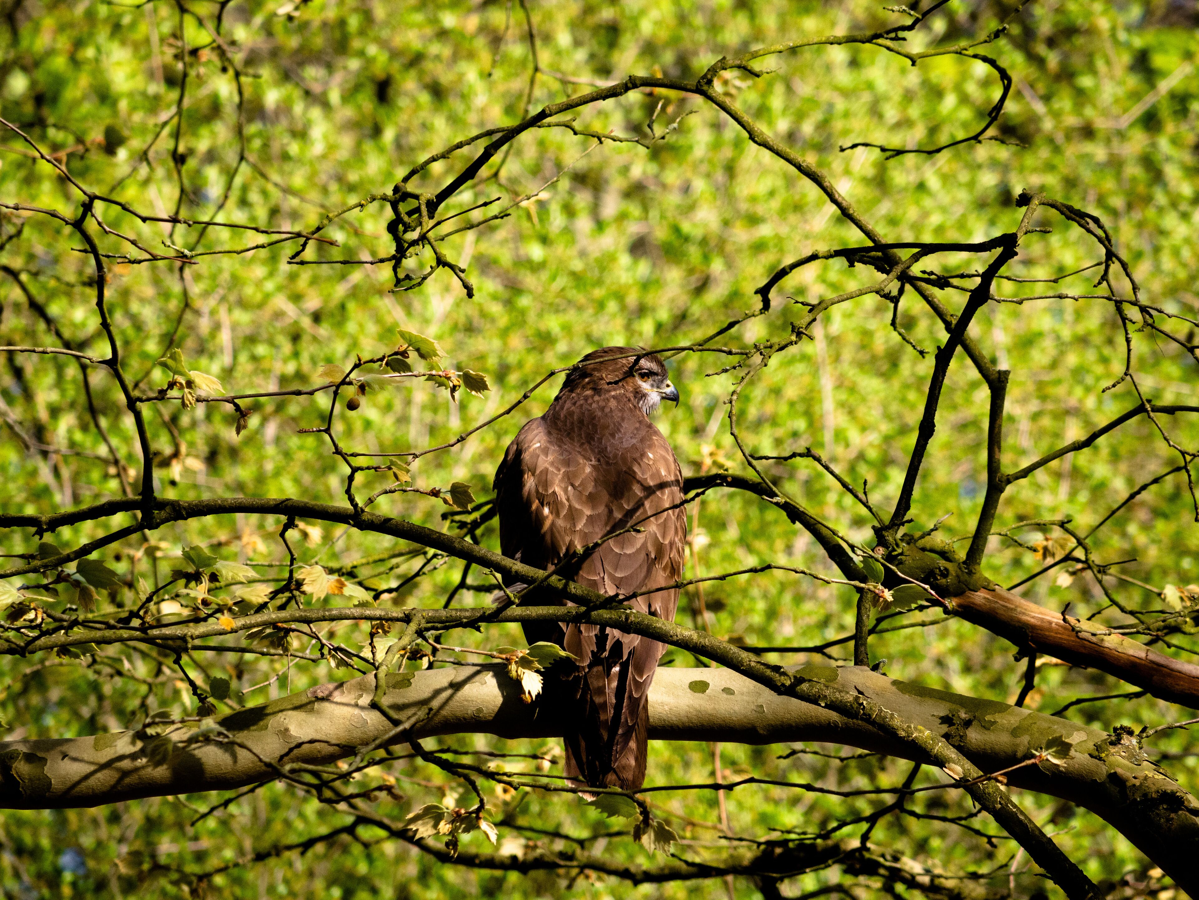 Common Buzzard sitting on a tree right at the parking space of the Solbad Vonderort.