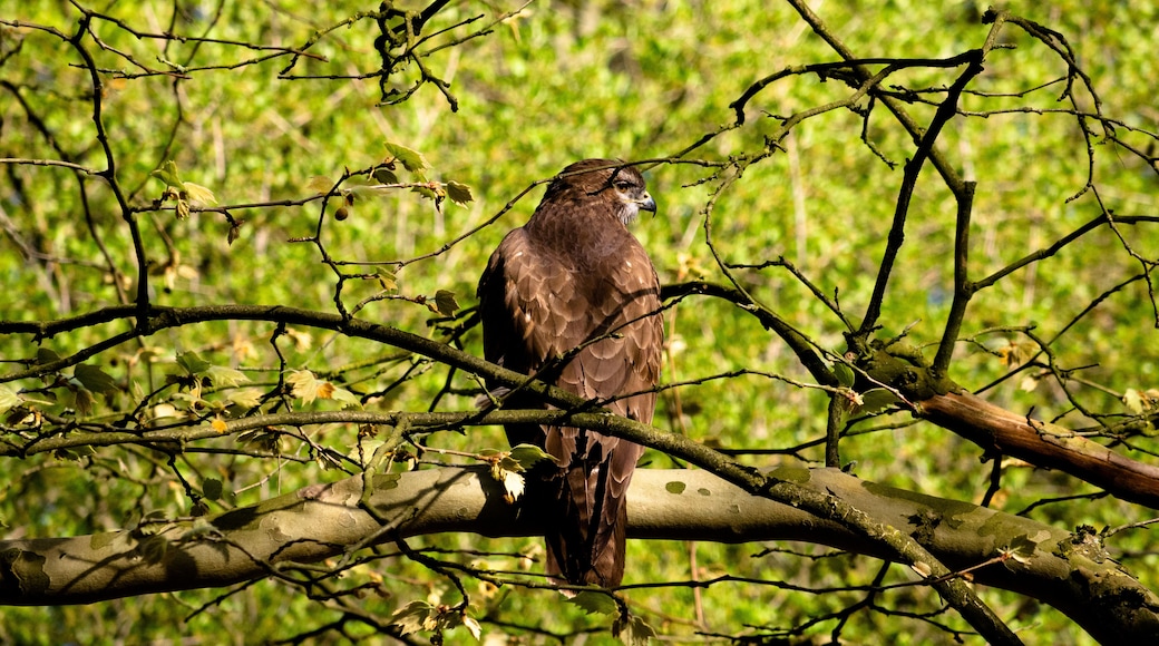 Common Buzzard sitting on a tree right at the parking space of the Solbad Vonderort.