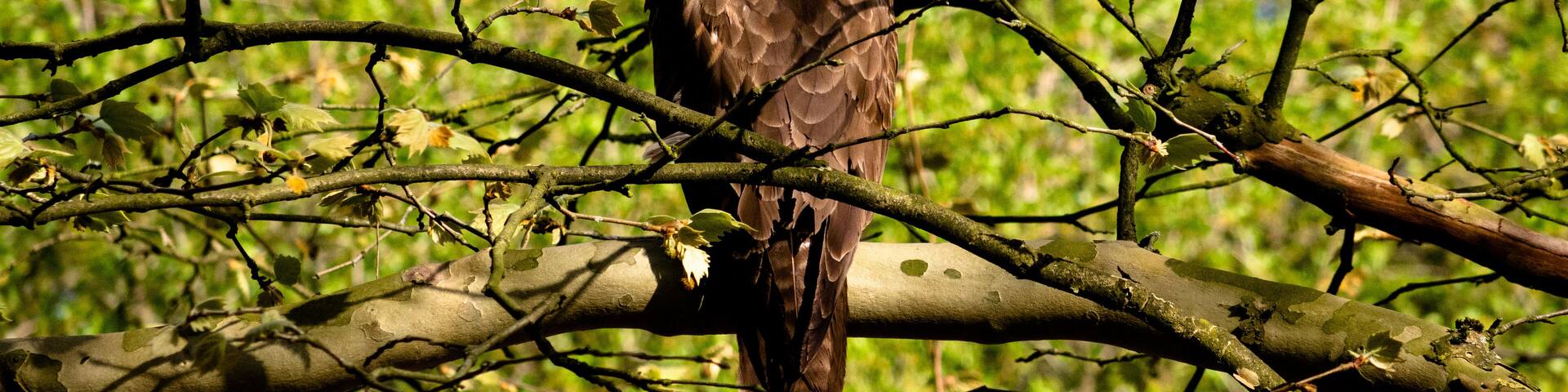 Common Buzzard sitting on a tree right at the parking space of the Solbad Vonderort.