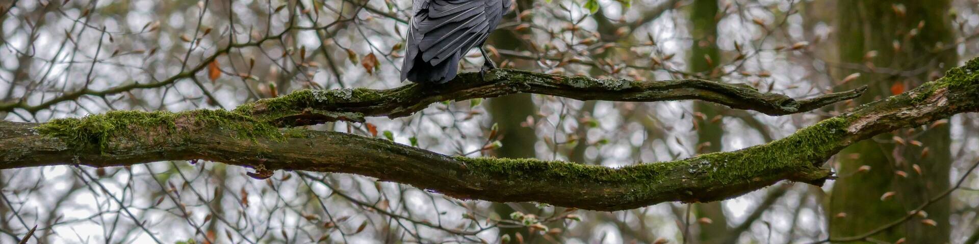 You can find a lot of wildlife in the surrounding forests of the Solbad Vonderort at the border of Oberhausen and Bottrop.
Like this crow.