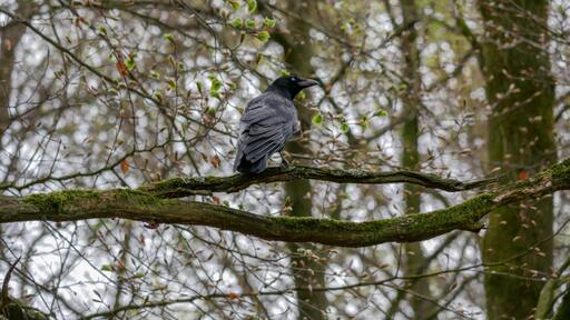 You can find a lot of wildlife in the surrounding forests of the Solbad Vonderort at the border of Oberhausen and Bottrop.
Like this crow.