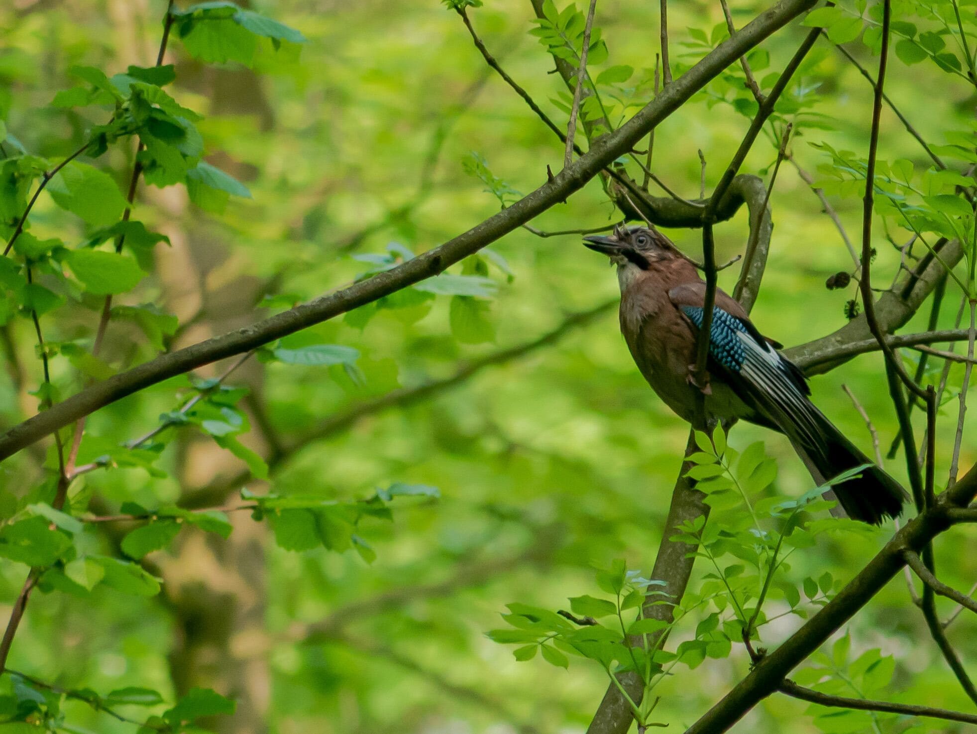 Eurasian Jay. Among the most beautiful native birds here in NRW, Germany in my opinion. They are also called the "forest policemen" because they warn others of danger.