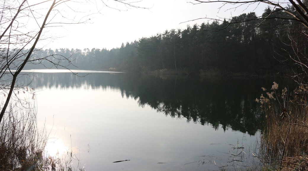Walldorf Baden-Würtemberg: Waldsee im Naturschutzgebiet Hochholz
