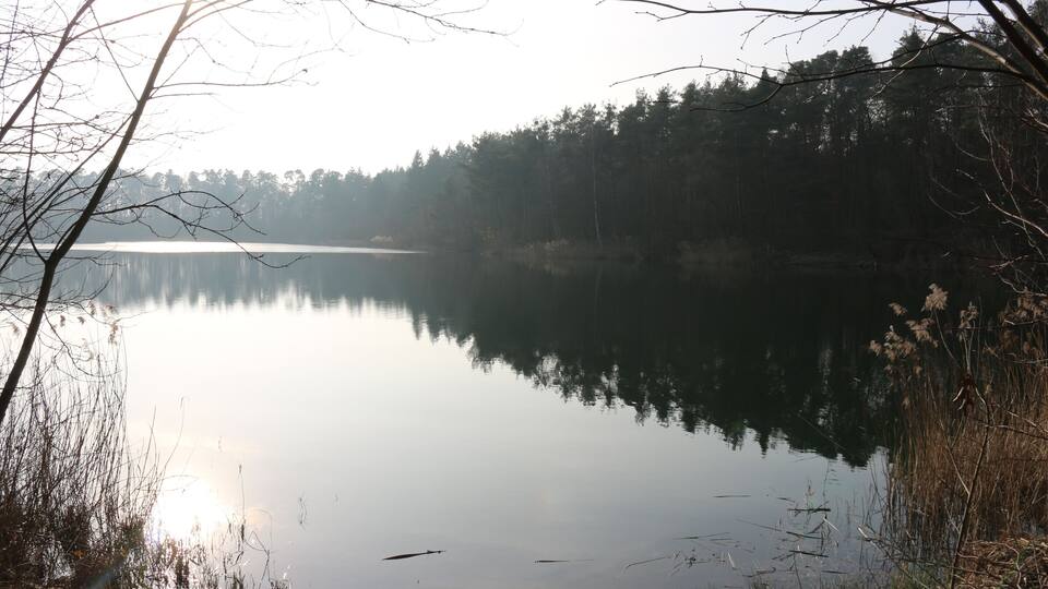 A calm lake surrounded by trees and reeds.