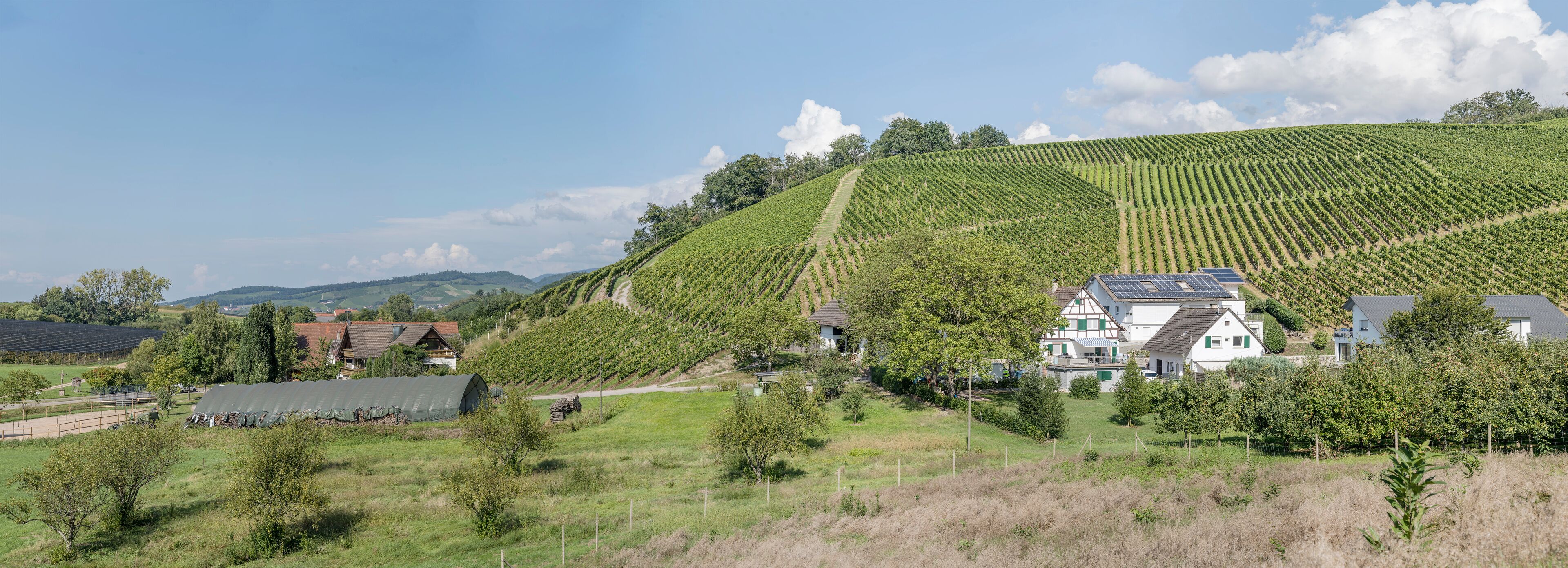 A vineyard on a hillside with houses and solar panels.