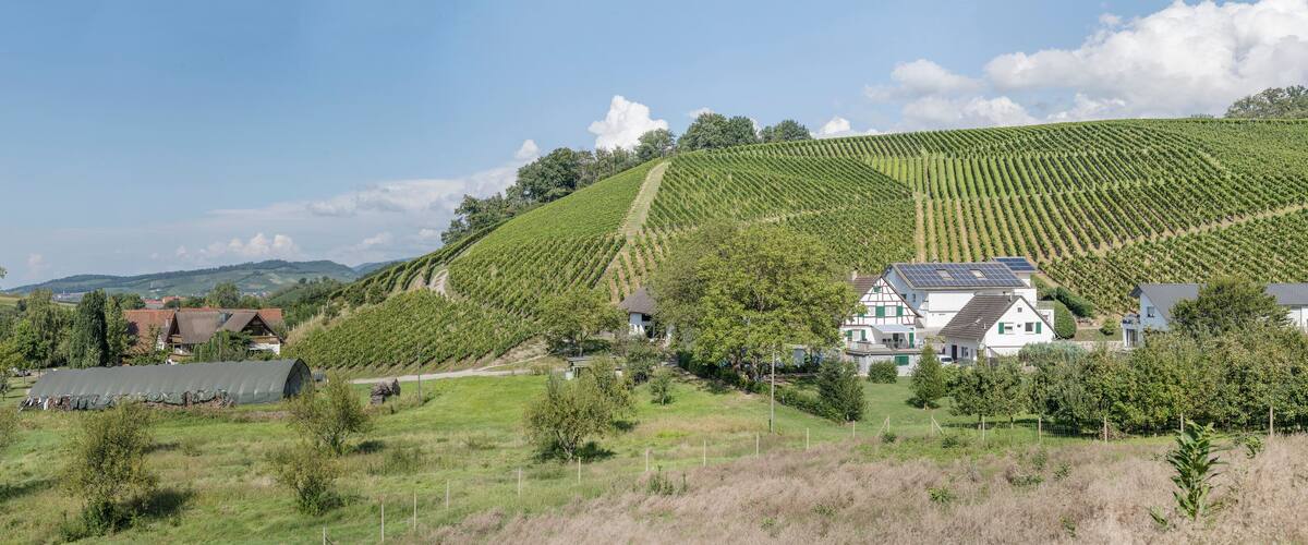 A vineyard on a hillside with houses and solar panels.