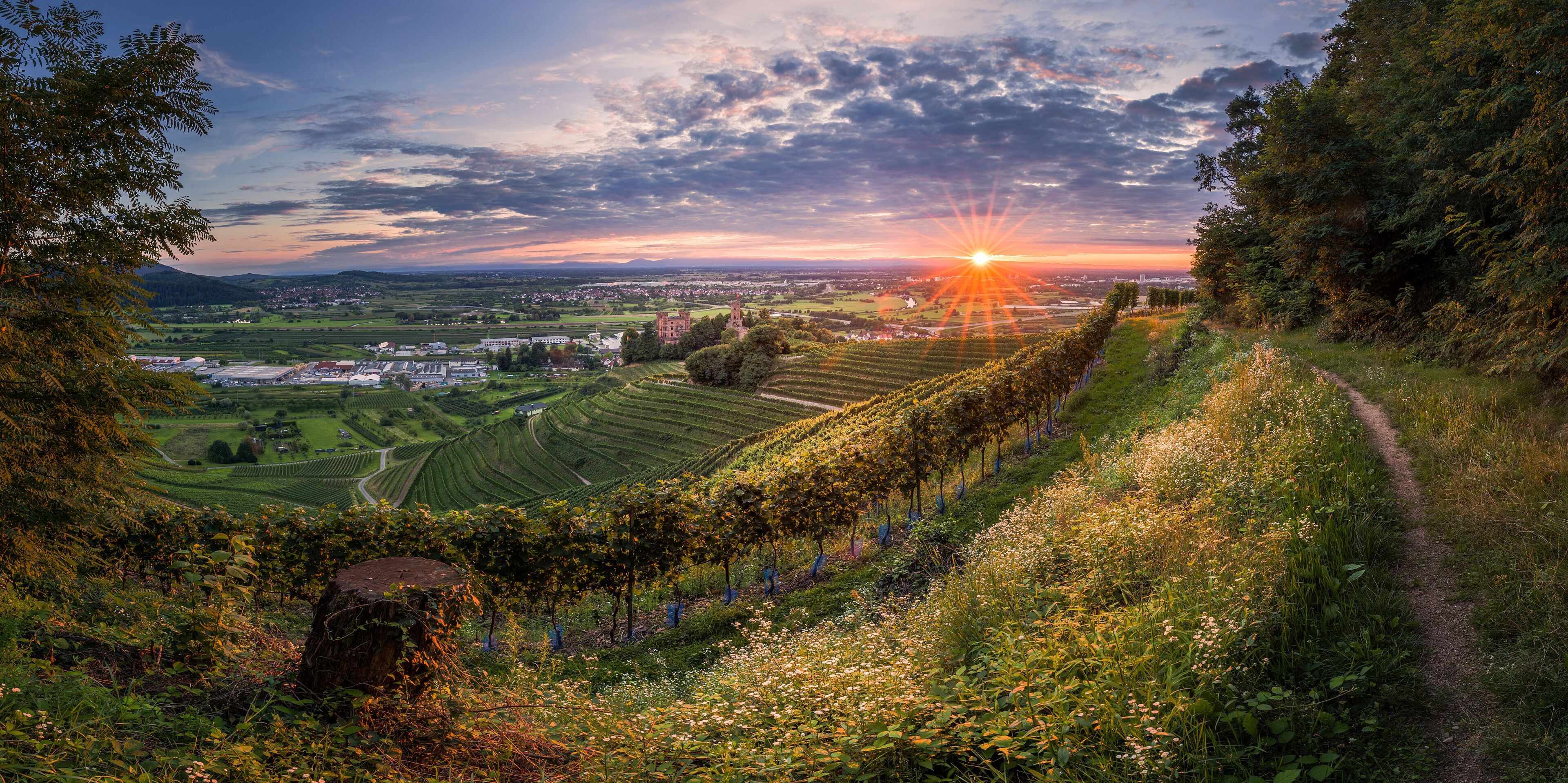 A vineyard with rows of grapevines, a path, and a distant town at sunset.