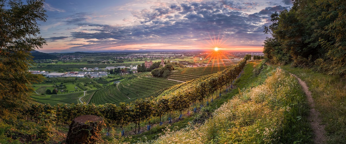 Viñedo con hileras de vides, un sendero y un pueblo lejano al atardecer.