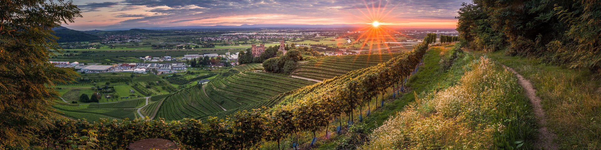 A vineyard with rows of grapevines, a path, and a distant town at sunset.