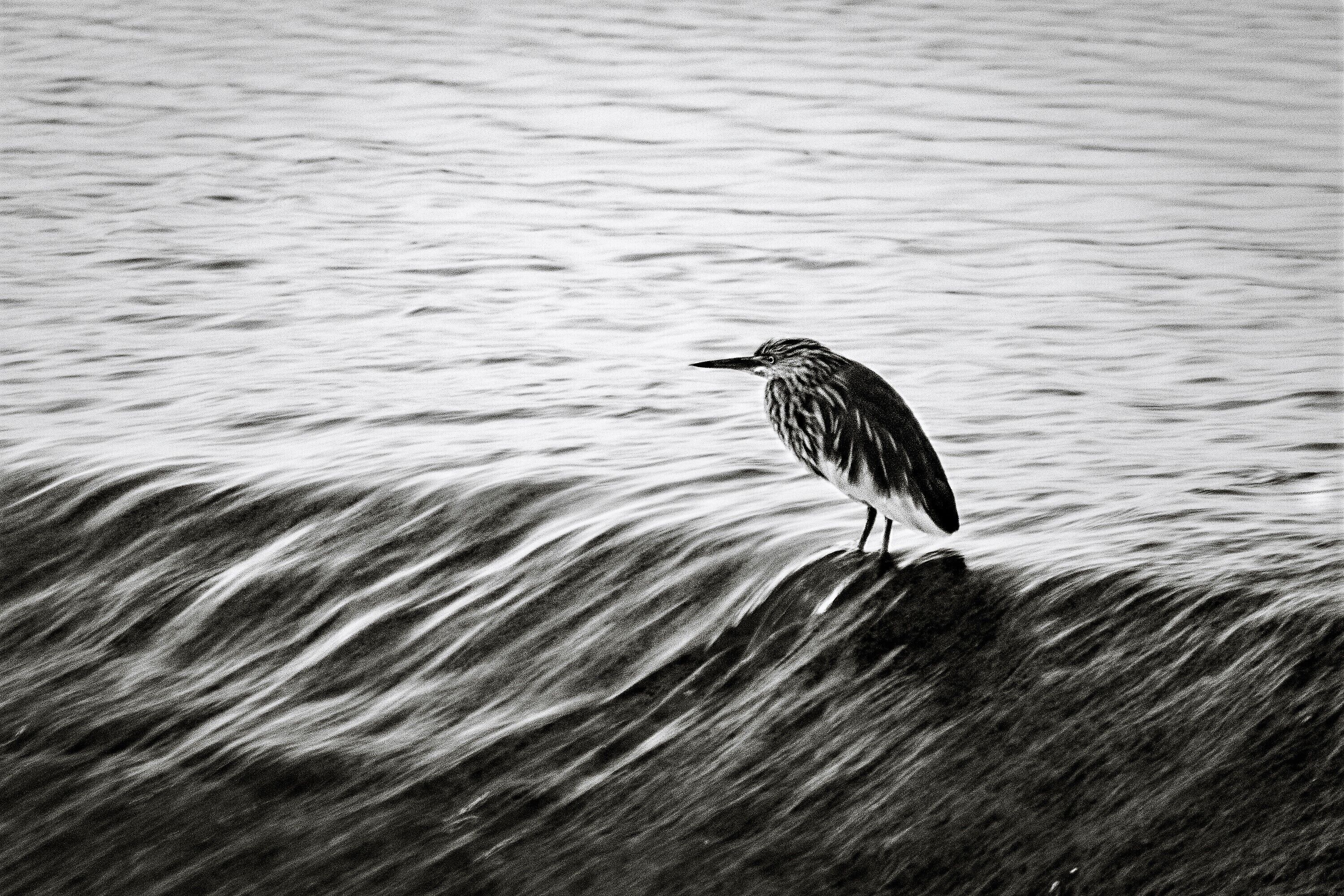 Steady of Flow!
Heron on check dam water flow for catching fishes.