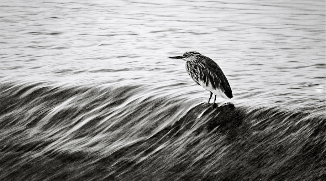 Steady of Flow!
Heron on check dam water flow for catching fishes.