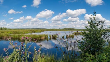 Um lago tranquilo rodeado por vegetação exuberante e um céu azul límpido com nuvens esparsas.