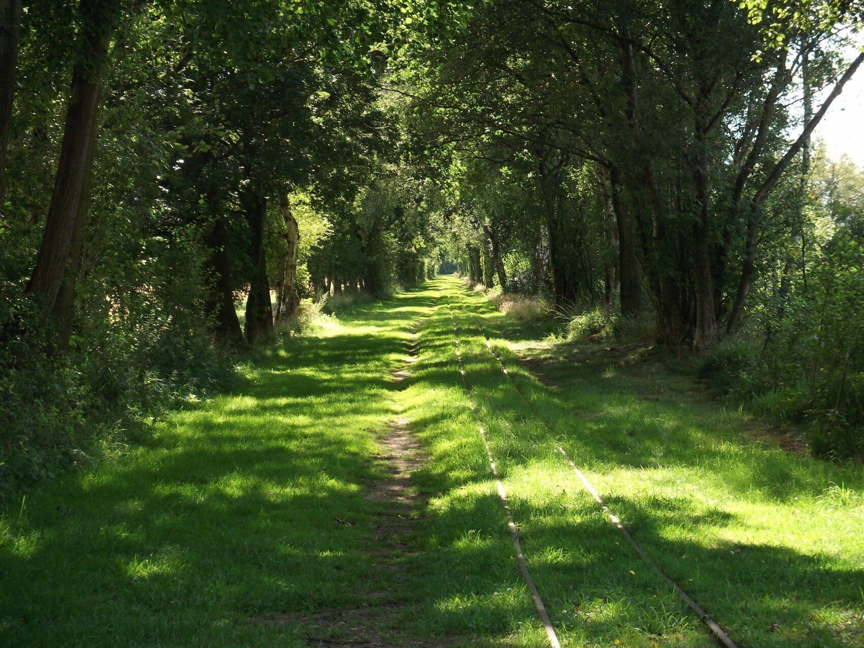 Torfbahn-Schienen-Idylle