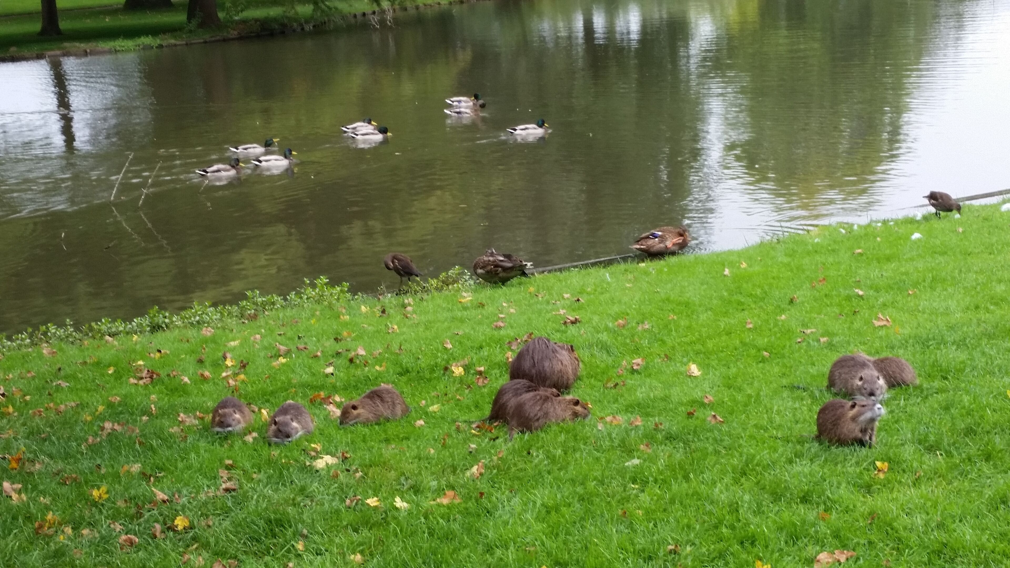 Am Schloss Favorite - RASTATT