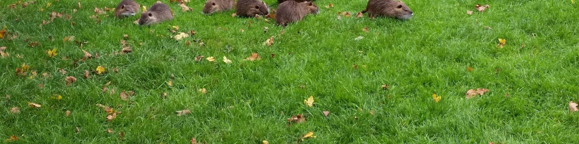 NUTRIA - Familie - RASTATT - Föhr