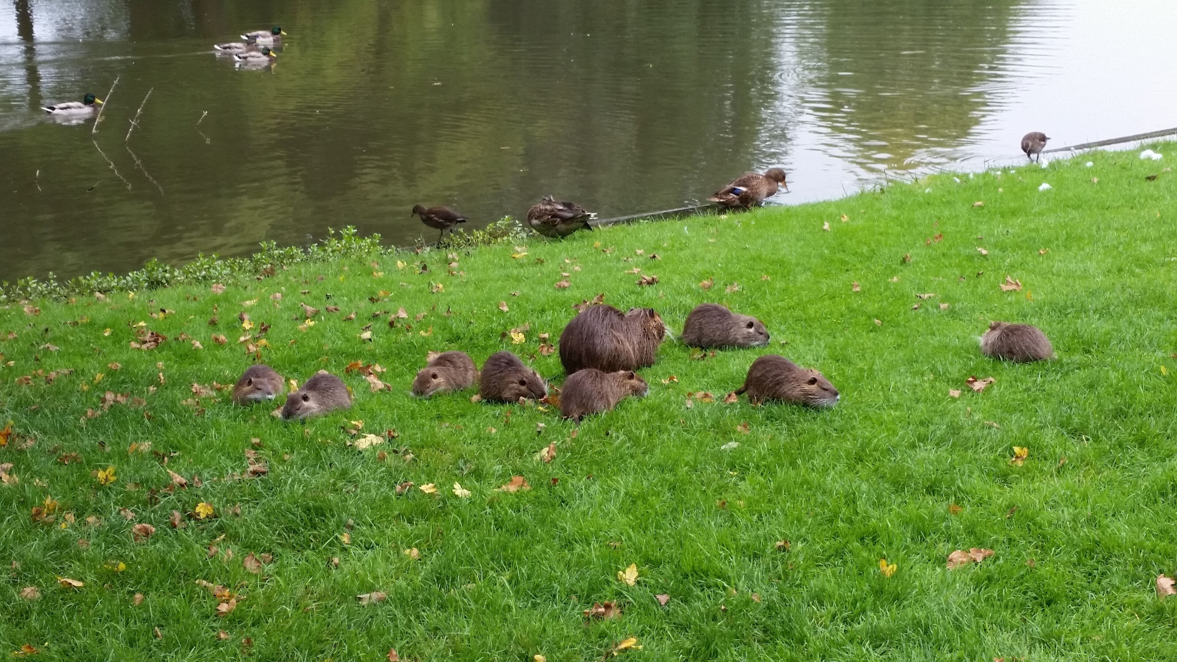 A grassy area near a pond with ducks and several beavers.