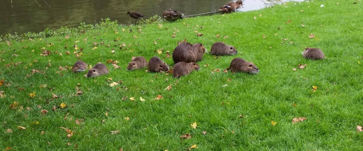 A grassy area near a pond with ducks and several beavers.