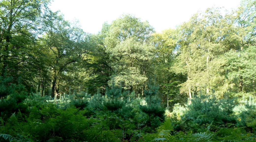 Morgenstimmung, Heltorfer Mark, Naturschutzgebiet „Rahmer Benden/Scheiderbruch“ (NSG ME-023) in Ratingen