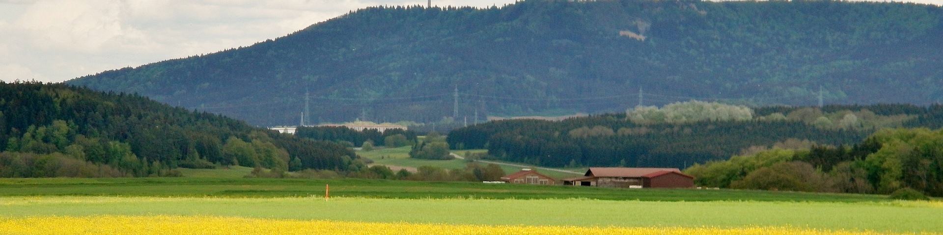 Rapsfeld