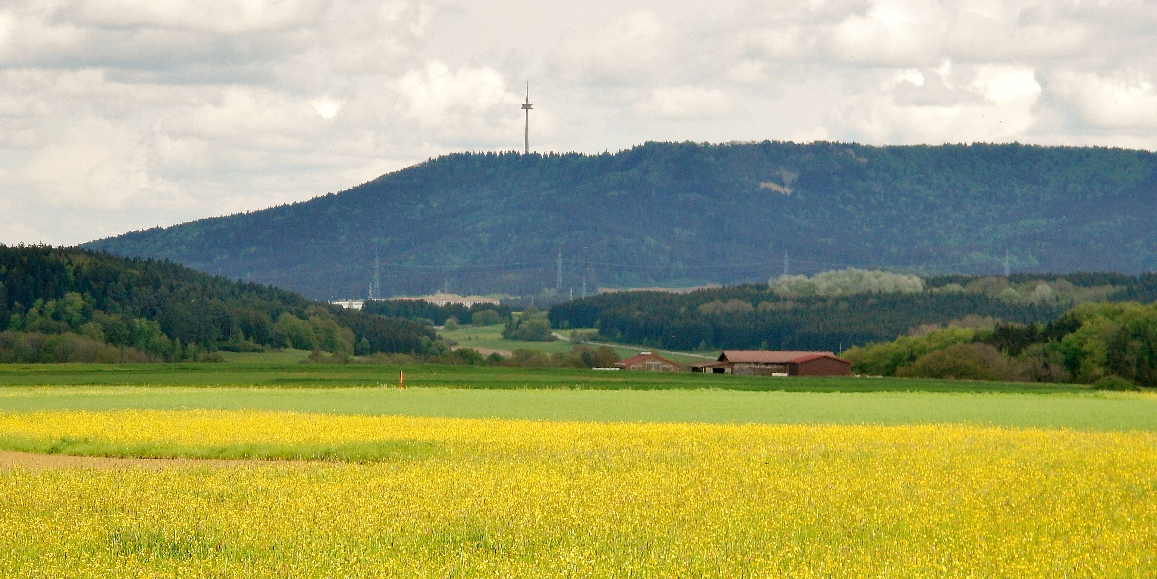 A field of yellow flowers, a red barn, and a hill with a tower in the background.