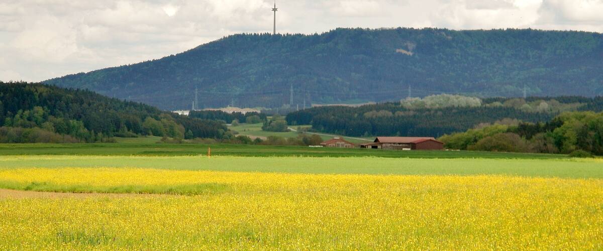 A field of yellow flowers, a red barn, and a hill with a tower in the background.