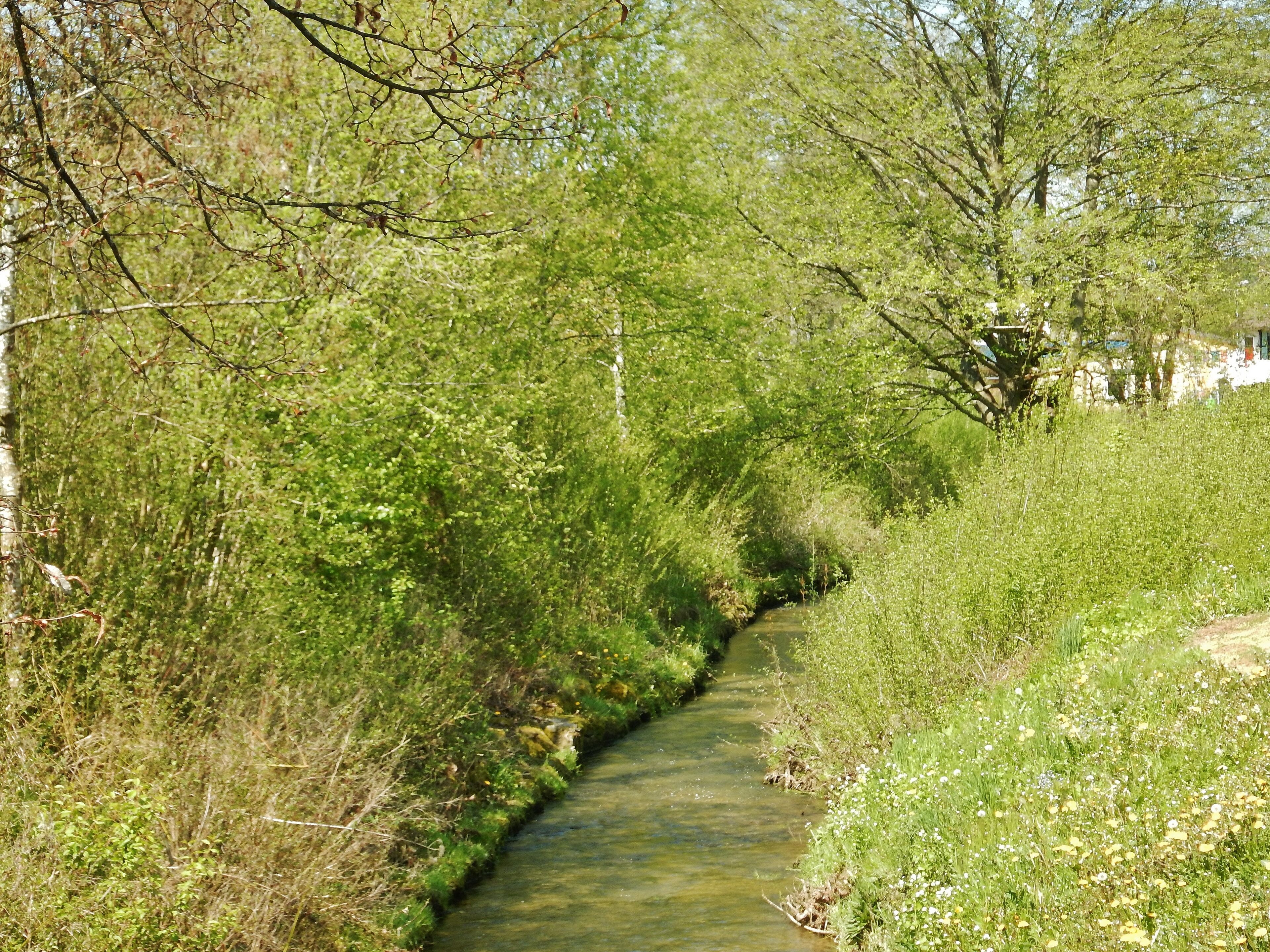 A narrow, clear stream surrounded by lush greenery and trees.