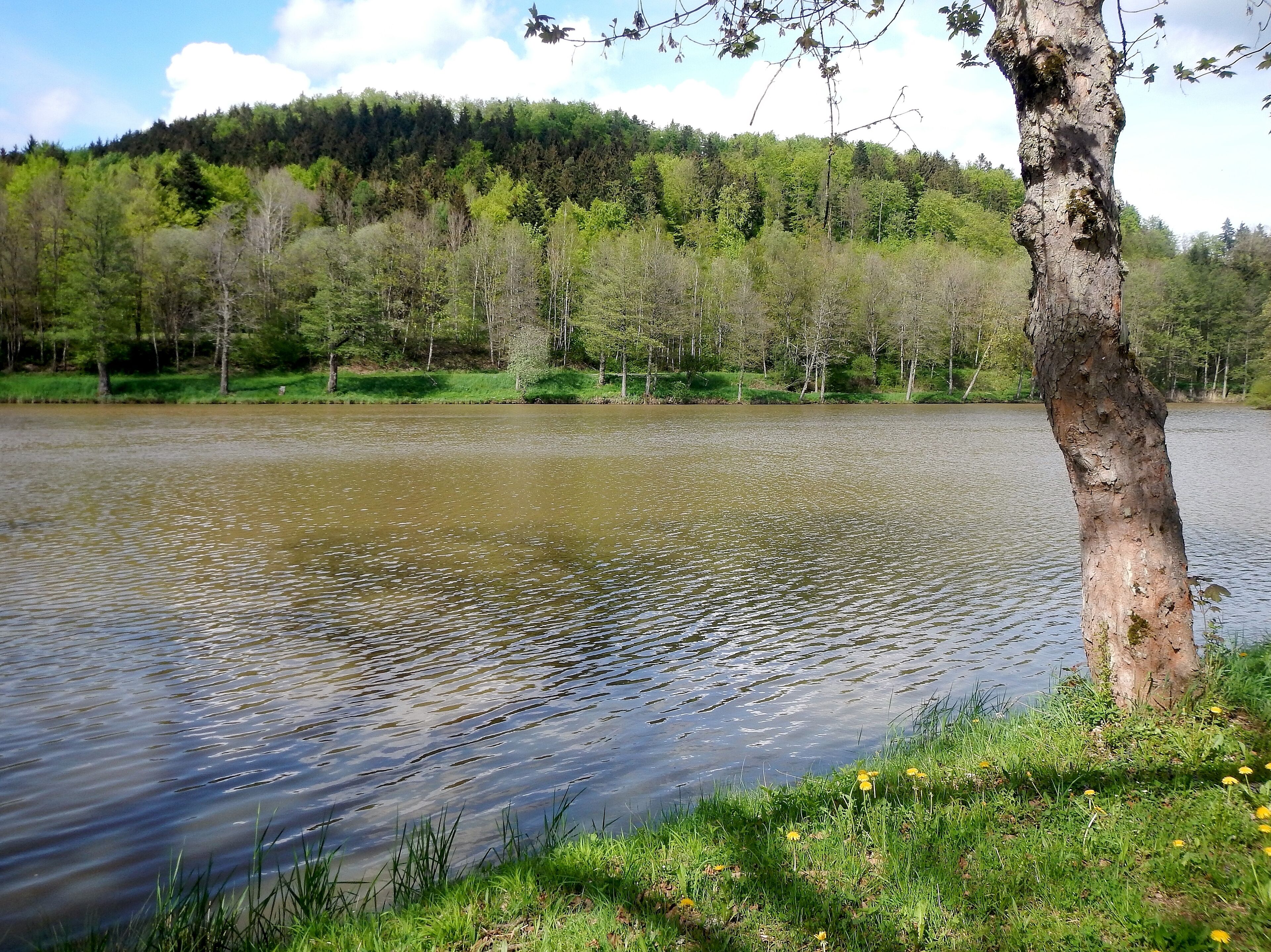 Un lago tranquilo con un árbol en primer plano y una colina boscosa al fondo.