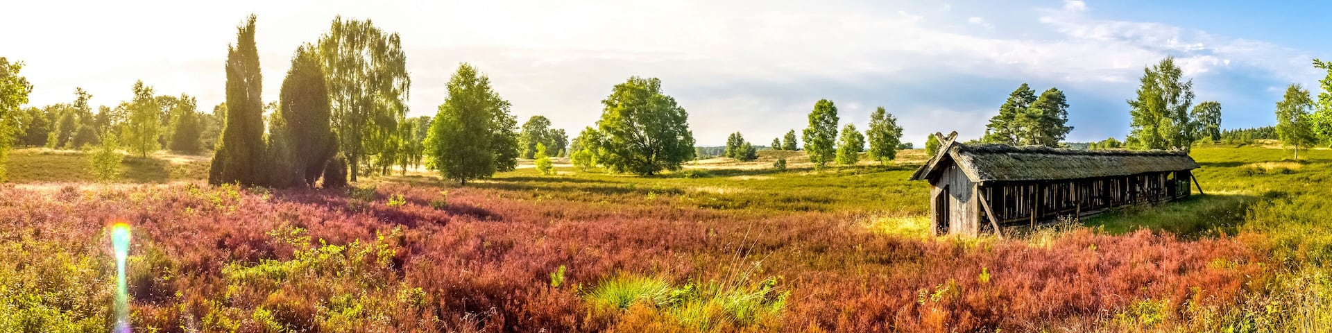 Lüneburger Heide, Heide Blütezeit, Panorama