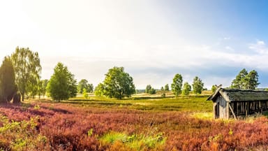Lüneburger Heide, Heide Blütezeit, Panorama