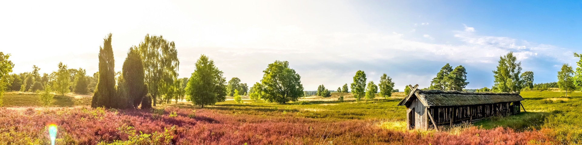Lüneburger Heide, Heide Blütezeit, Panorama