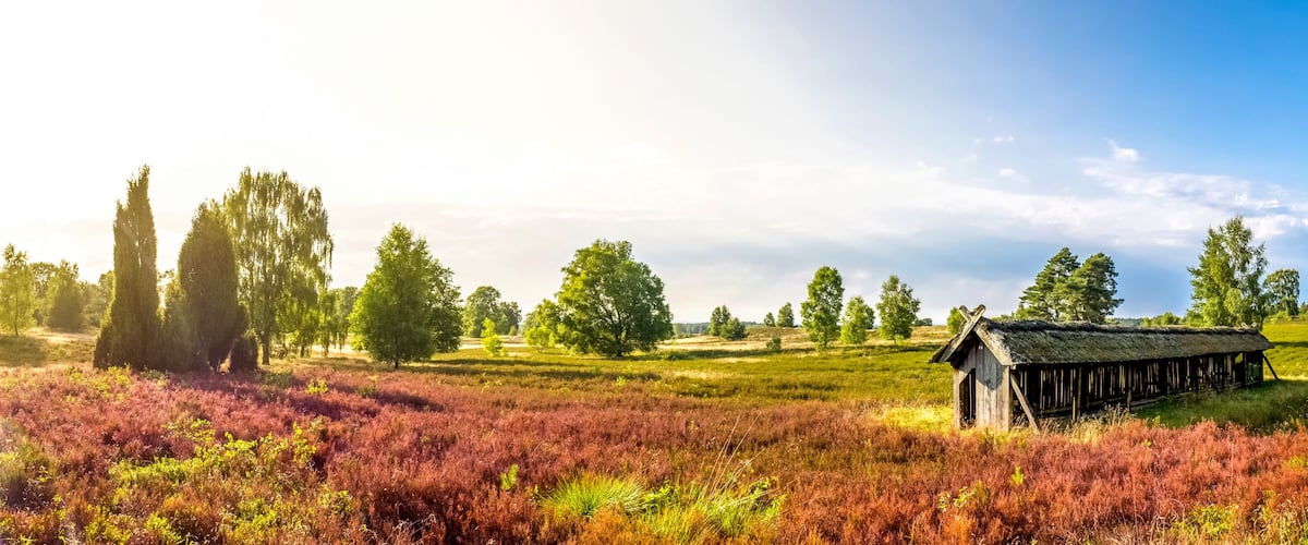 A rural landscape with a thatched-roof structure amidst purple heather fields and scattered trees.