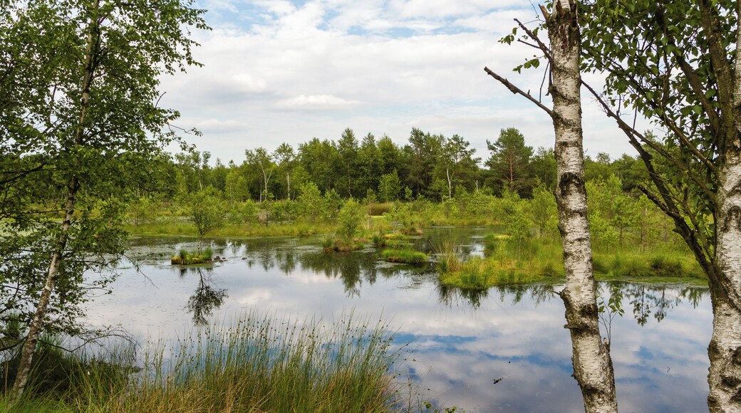 Title: The 'Pietzmoor' (Pietz Bog) in the Lüneburg Heath Type: Nature reserve, Natura 2000, National park Nature reserve number: LÜ 002 Natura 2000 number: 2725-301 Designation: Pietzmoor (Lüneburg Heath) Location: The raised bog lies southeast of the town Schneverdingen on the south edge of the Lüneburg Heath Nature Reserve. Place: Schneverdingen, District Heidekreis, Lower Saxony, Federal Republic of Germany Description: The Pietzmoor, named after the court Pietz situated to the east of the mire, is the biggest coherent mire in the Lüneburg Heath. Raised bogs are depending on a surplus of rainwater and therefore also called rain bogs. The habitat type is represented by natural or near-natural raised bog complexes on at least one meter thick peat substrate.