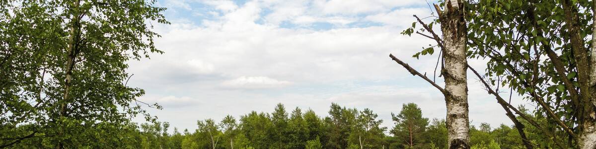Title: The 'Pietzmoor' (Pietz Bog) in the Lüneburg Heath Type: Nature reserve, Natura 2000, National park Nature reserve number: LÜ 002 Natura 2000 number: 2725-301 Designation: Pietzmoor (Lüneburg Heath) Location: The raised bog lies southeast of the town Schneverdingen on the south edge of the Lüneburg Heath Nature Reserve. Place: Schneverdingen, District Heidekreis, Lower Saxony, Federal Republic of Germany Description: The Pietzmoor, named after the court Pietz situated to the east of the mire, is the biggest coherent mire in the Lüneburg Heath. Raised bogs are depending on a surplus of rainwater and therefore also called rain bogs. The habitat type is represented by natural or near-natural raised bog complexes on at least one meter thick peat substrate.