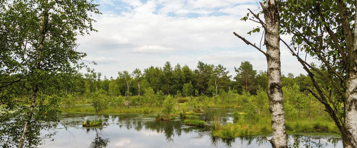 Title: The 'Pietzmoor' (Pietz Bog) in the Lüneburg Heath Type: Nature reserve, Natura 2000, National park Nature reserve number: LÜ 002 Natura 2000 number: 2725-301 Designation: Pietzmoor (Lüneburg Heath) Location: The raised bog lies southeast of the town Schneverdingen on the south edge of the Lüneburg Heath Nature Reserve. Place: Schneverdingen, District Heidekreis, Lower Saxony, Federal Republic of Germany Description: The Pietzmoor, named after the court Pietz situated to the east of the mire, is the biggest coherent mire in the Lüneburg Heath. Raised bogs are depending on a surplus of rainwater and therefore also called rain bogs. The habitat type is represented by natural or near-natural raised bog complexes on at least one meter thick peat substrate.