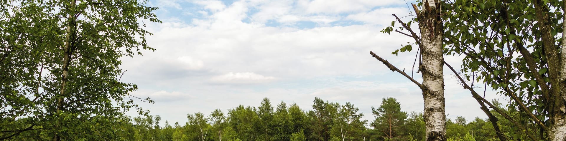 Title: The 'Pietzmoor' (Pietz Bog) in the LĂŒneburg Heath Type: Nature reserve, Natura 2000, National park Nature reserve number: LĂ 002 Natura 2000 number: 2725-301 Designation: Pietzmoor (LĂŒneburg Heath) Location: The raised bog lies southeast of the town Schneverdingen on the south edge of the LĂŒneburg Heath Nature Reserve. Place: Schneverdingen, District Heidekreis, Lower Saxony, Federal Republic of Germany Description: The Pietzmoor, named after the court Pietz situated to the east of the mire, is the biggest coherent mire in the LĂŒneburg Heath. Raised bogs are depending on a surplus of rainwater and therefore also called rain bogs. The habitat type is represented by natural or near-natural raised bog complexes on at least one meter thick peat substrate.