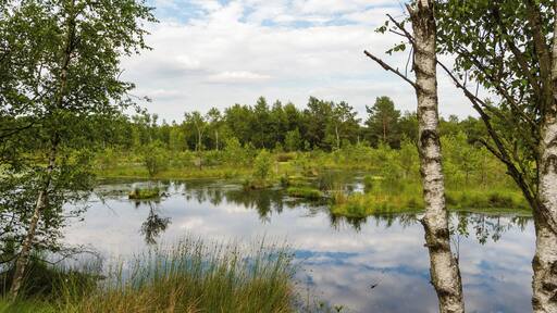 Title: The 'Pietzmoor' (Pietz Bog) in the Lüneburg Heath Type: Nature reserve, Natura 2000, National park Nature reserve number: LÜ 002 Natura 2000 number: 2725-301 Designation: Pietzmoor (Lüneburg Heath) Location: The raised bog lies southeast of the town Schneverdingen on the south edge of the Lüneburg Heath Nature Reserve. Place: Schneverdingen, District Heidekreis, Lower Saxony, Federal Republic of Germany Description: The Pietzmoor, named after the court Pietz situated to the east of the mire, is the biggest coherent mire in the Lüneburg Heath. Raised bogs are depending on a surplus of rainwater and therefore also called rain bogs. The habitat type is represented by natural or near-natural raised bog complexes on at least one meter thick peat substrate.