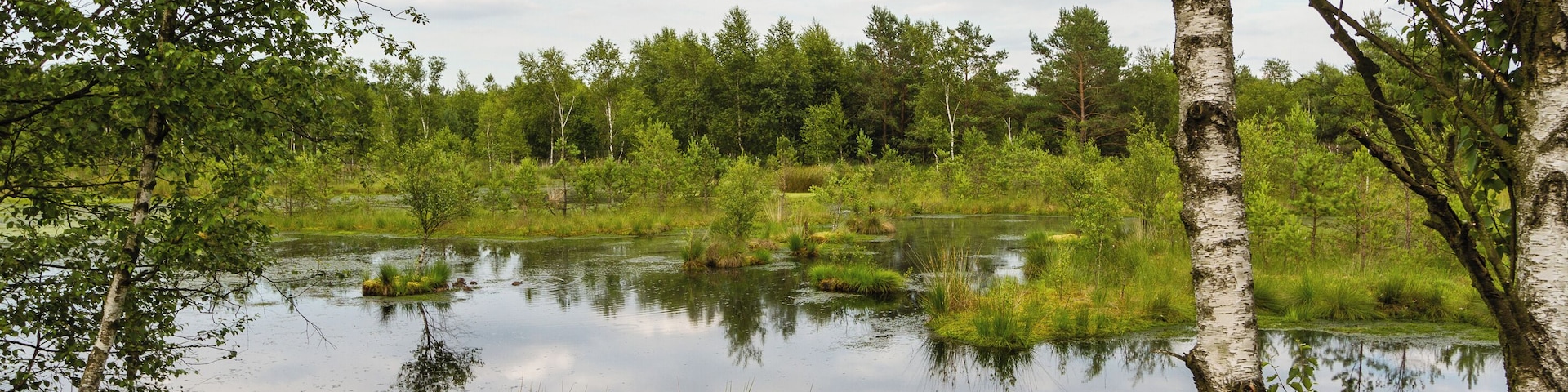 Title: The 'Pietzmoor' (Pietz Bog) in the Lüneburg Heath Type: Nature reserve, Natura 2000, National park Nature reserve number: LÜ 002 Natura 2000 number: 2725-301 Designation: Pietzmoor (Lüneburg Heath) Location: The raised bog lies southeast of the town Schneverdingen on the south edge of the Lüneburg Heath Nature Reserve. Place: Schneverdingen, District Heidekreis, Lower Saxony, Federal Republic of Germany Description: The Pietzmoor, named after the court Pietz situated to the east of the mire, is the biggest coherent mire in the Lüneburg Heath. Raised bogs are depending on a surplus of rainwater and therefore also called rain bogs. The habitat type is represented by natural or near-natural raised bog complexes on at least one meter thick peat substrate.
