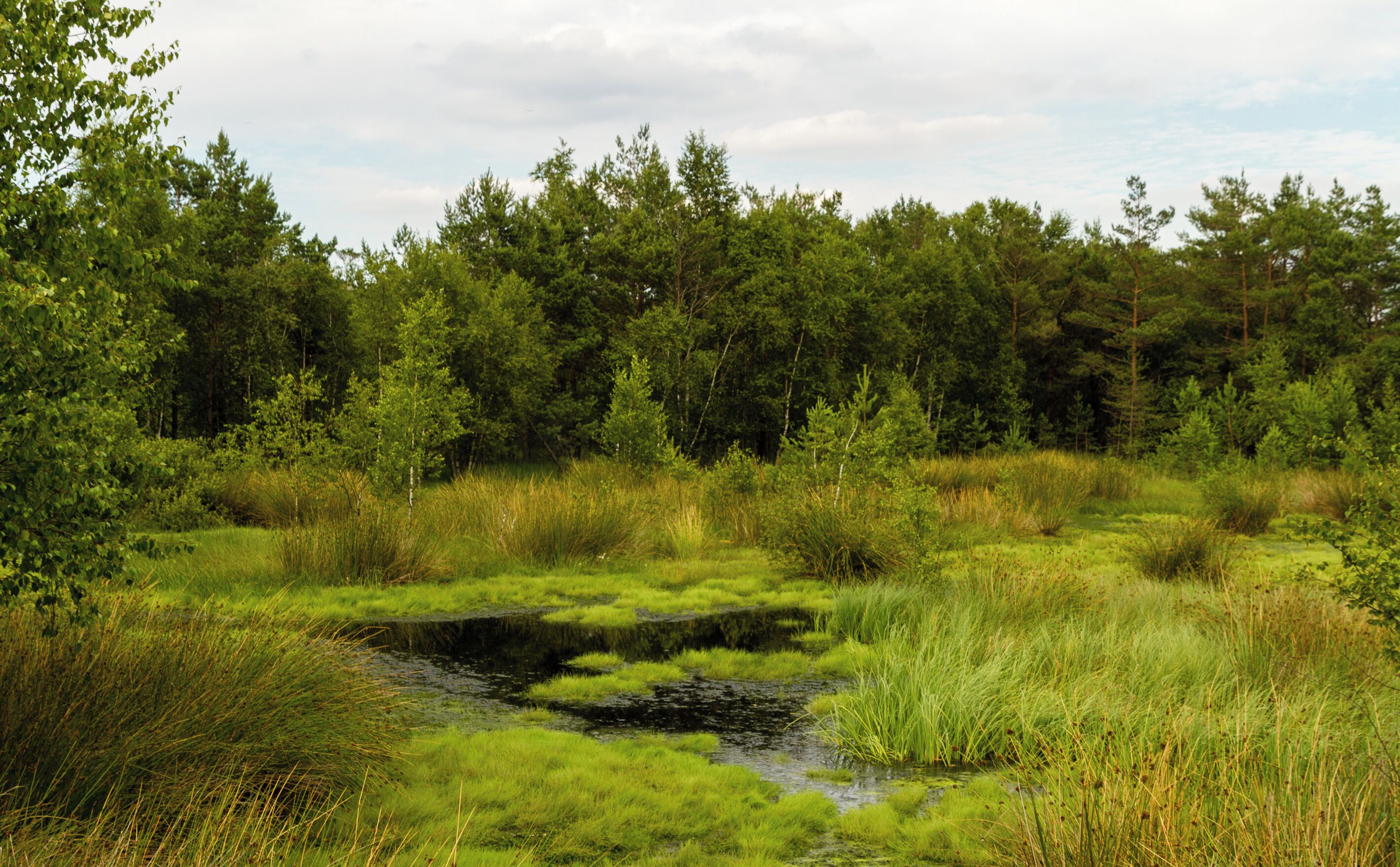 Title: The 'Pietzmoor' (Pietz Bog) in the Lüneburg Heath Type: Nature reserve, Natura 2000, National park Nature reserve number: LÜ 002 Natura 2000 number: 2725-301 Designation: Pietzmoor (Lüneburg Heath) Location: The raised bog lies southeast of the town Schneverdingen on the south edge of the Lüneburg Heath Nature Reserve. Place: Schneverdingen, District Heidekreis, Lower Saxony, Federal Republic of Germany Description: The Pietzmoor, named after the court Pietz situated to the east of the mire, is the biggest coherent mire in the Lüneburg Heath. Raised bogs are depending on a surplus of rainwater and therefore also called rain bogs. The habitat type is represented by natural or near-natural raised bog complexes on at least one meter thick peat substrate.