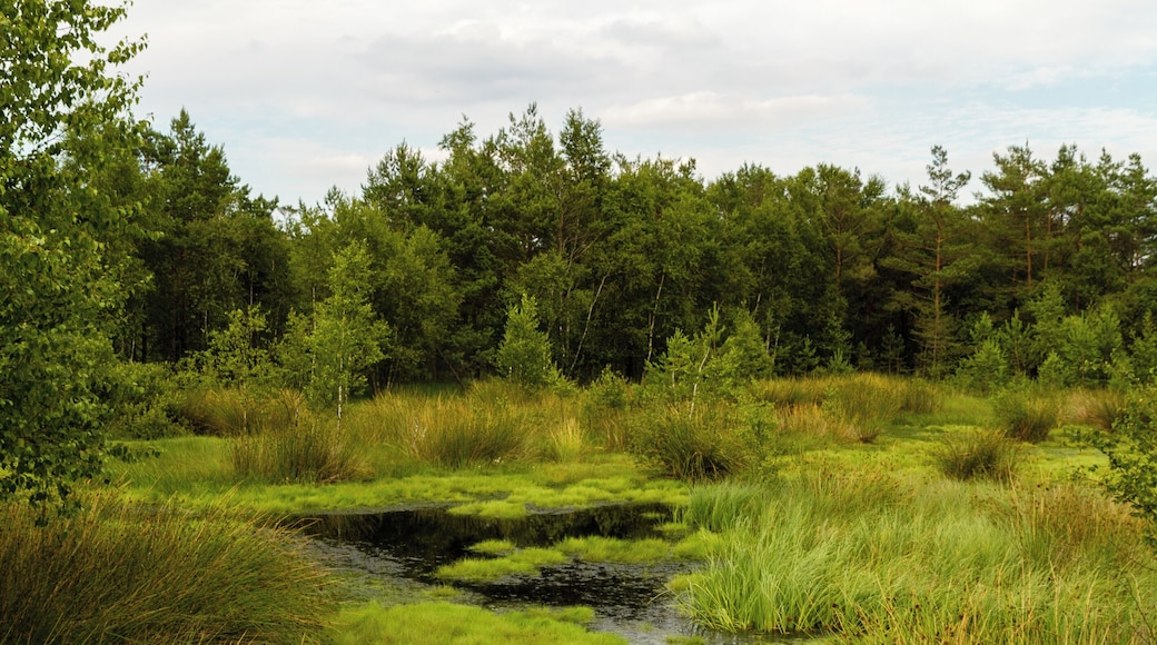 Title: The 'Pietzmoor' (Pietz Bog) in the Lüneburg Heath Type: Nature reserve, Natura 2000, National park Nature reserve number: LÜ 002 Natura 2000 number: 2725-301 Designation: Pietzmoor (Lüneburg Heath) Location: The raised bog lies southeast of the town Schneverdingen on the south edge of the Lüneburg Heath Nature Reserve. Place: Schneverdingen, District Heidekreis, Lower Saxony, Federal Republic of Germany Description: The Pietzmoor, named after the court Pietz situated to the east of the mire, is the biggest coherent mire in the Lüneburg Heath. Raised bogs are depending on a surplus of rainwater and therefore also called rain bogs. The habitat type is represented by natural or near-natural raised bog complexes on at least one meter thick peat substrate.